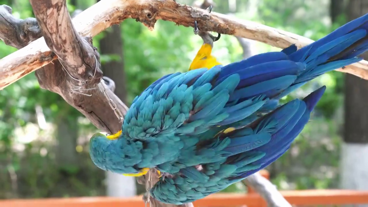 北京野生动物园鹦鹉鸟类生态视频素材