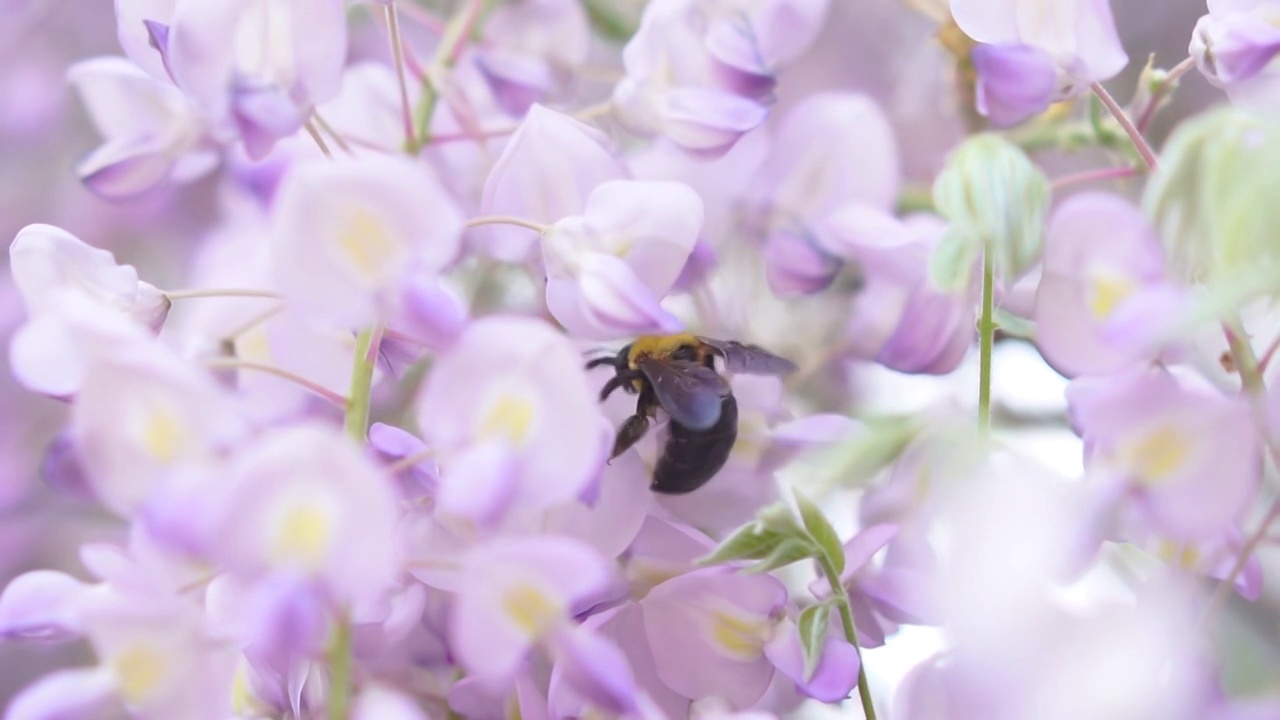 紫藤花与大黑蜂视频素材