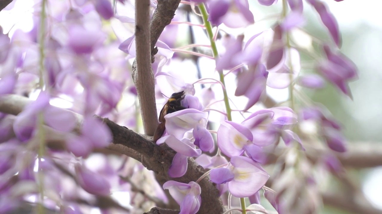 紫藤花与大黑蜂视频素材