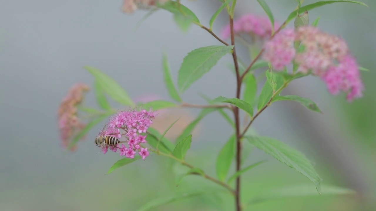 蜜蜂与花视频素材