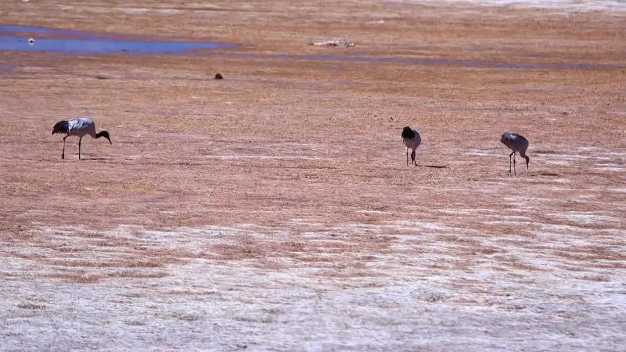 黑颈鹤觅食视频素材