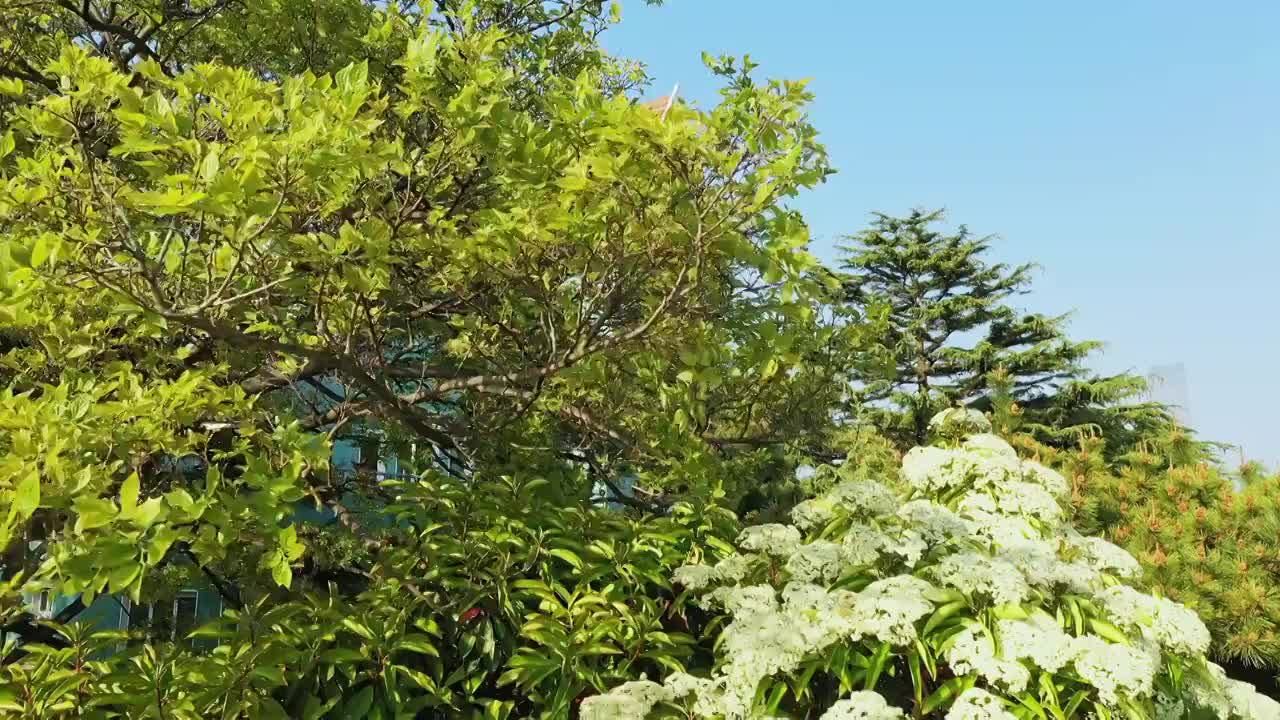 青岛八大关公主楼老建筑航拍4K视频视频素材