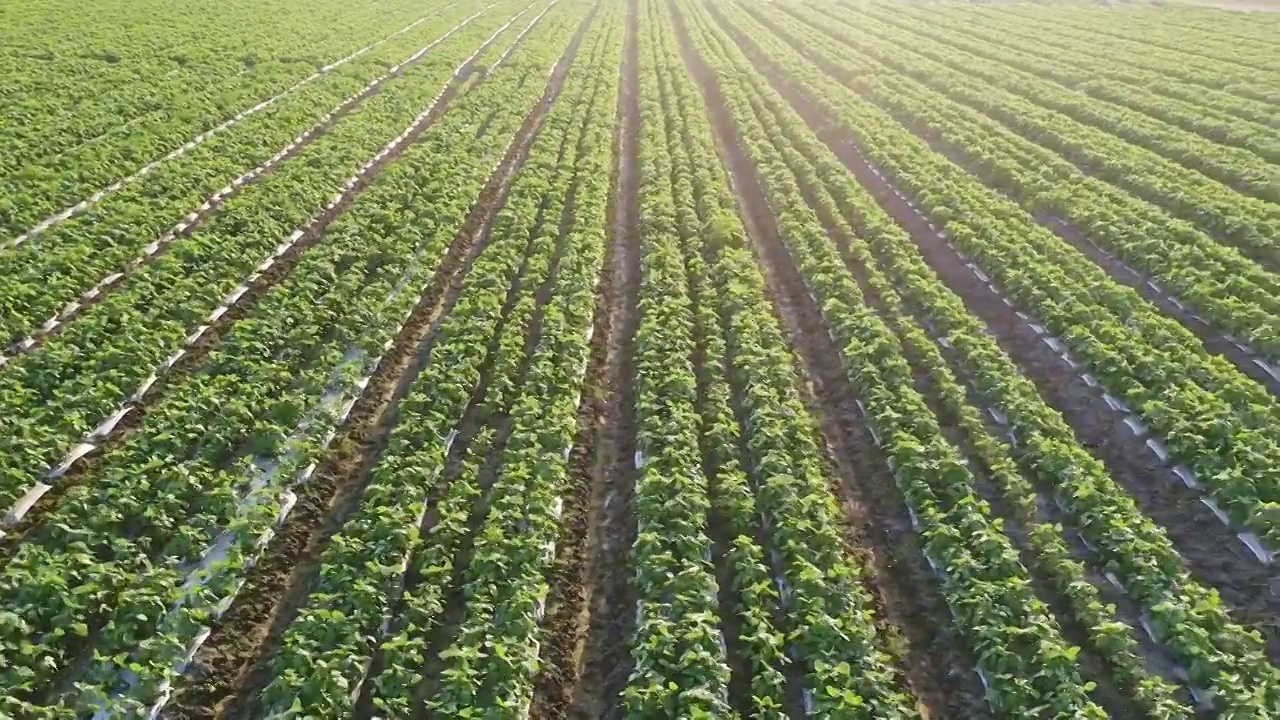 一排排种植毛豆的田地视频素材