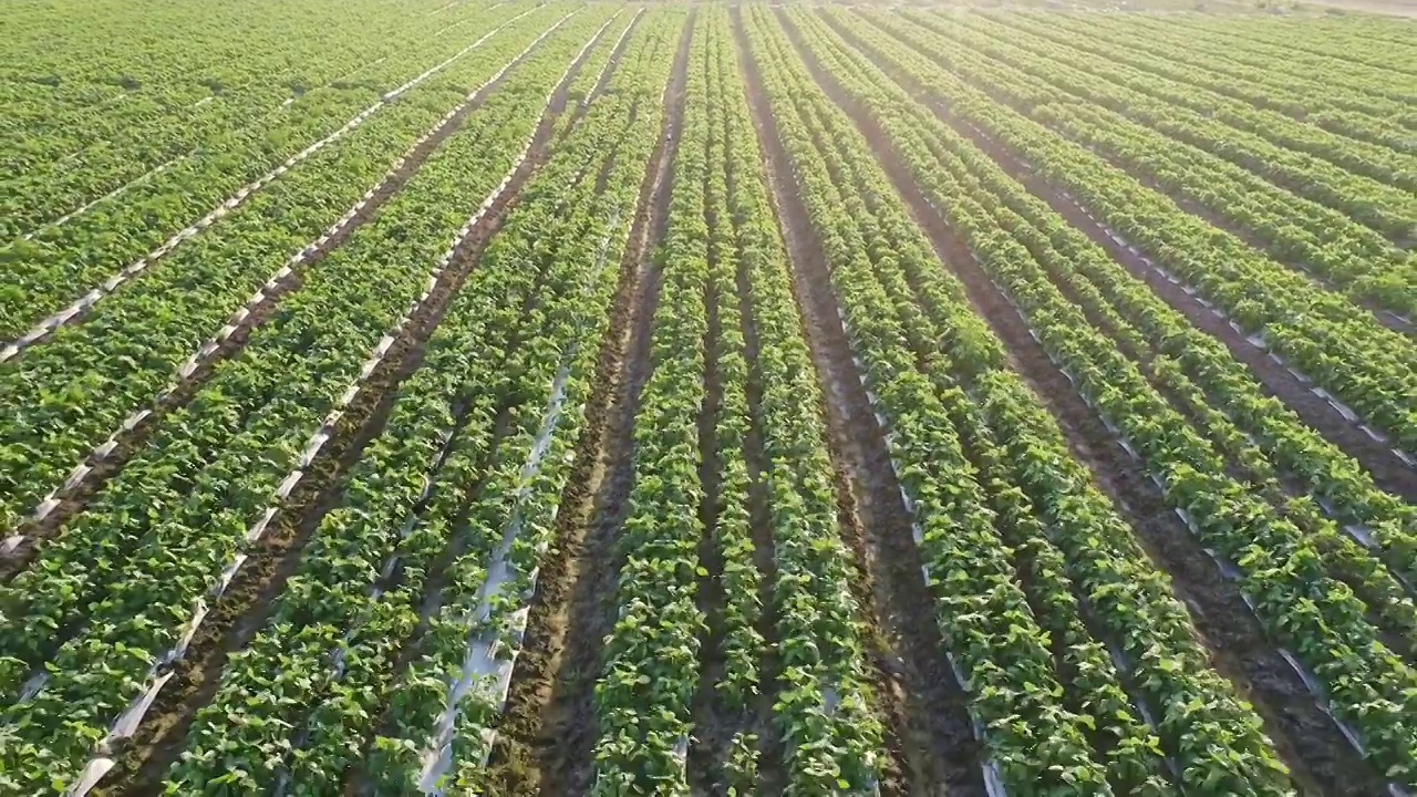 一排排种植毛豆的田地视频素材