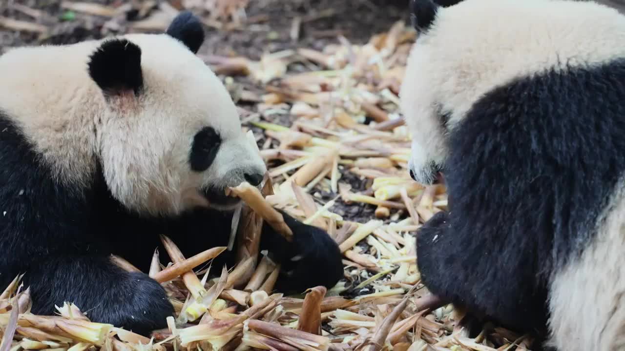 两只熊猫坐在地上吃竹笋视频素材
