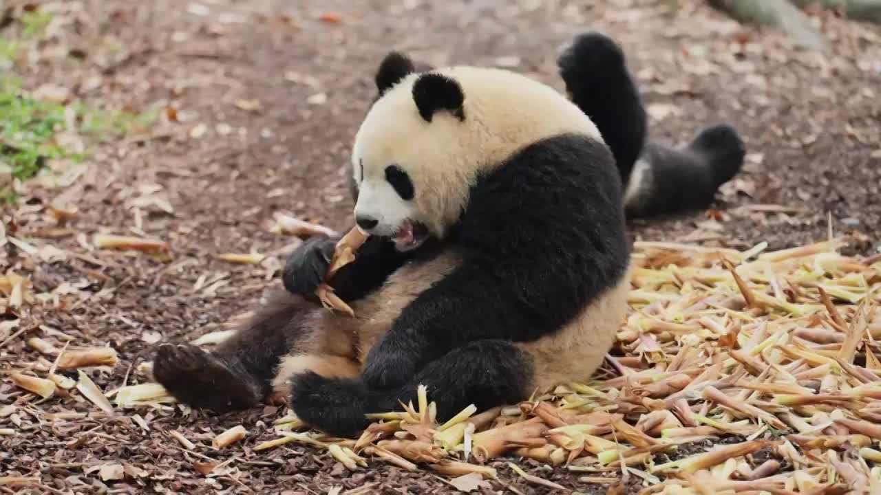 两只熊猫坐在地上吃竹笋视频素材