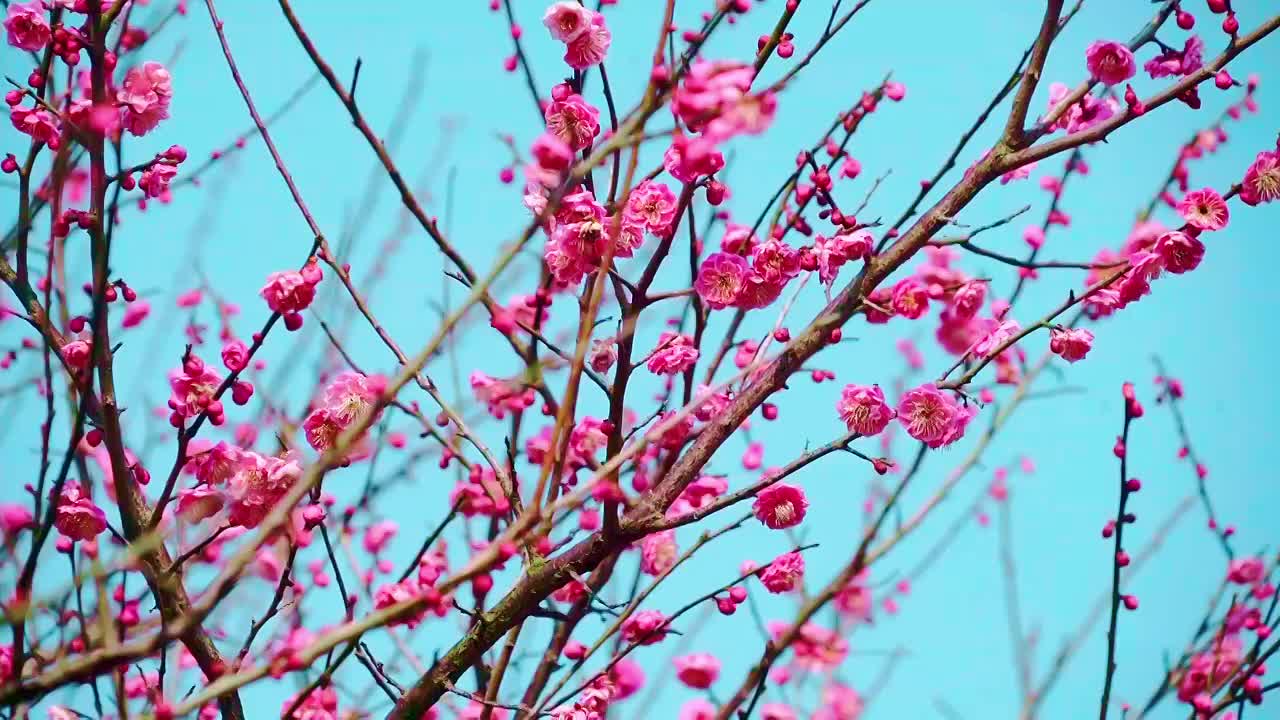 春季盛开的梅花视频下载