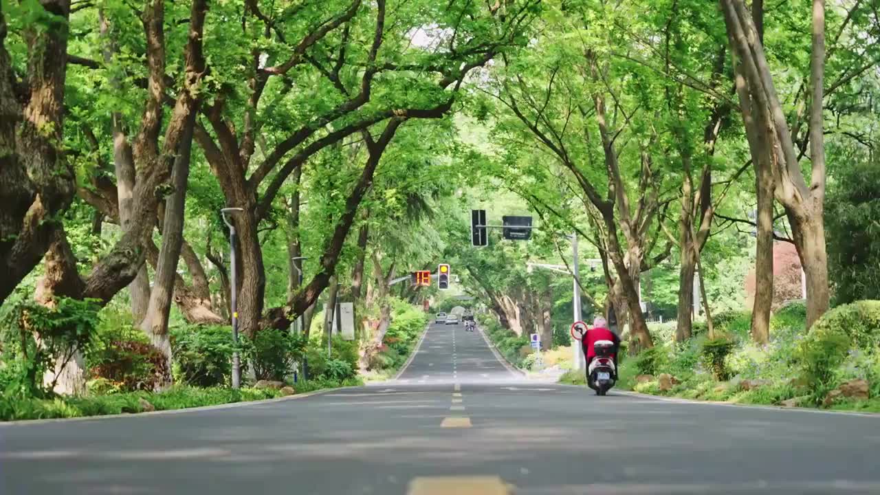 初夏南京紫金山中的林荫路视频下载