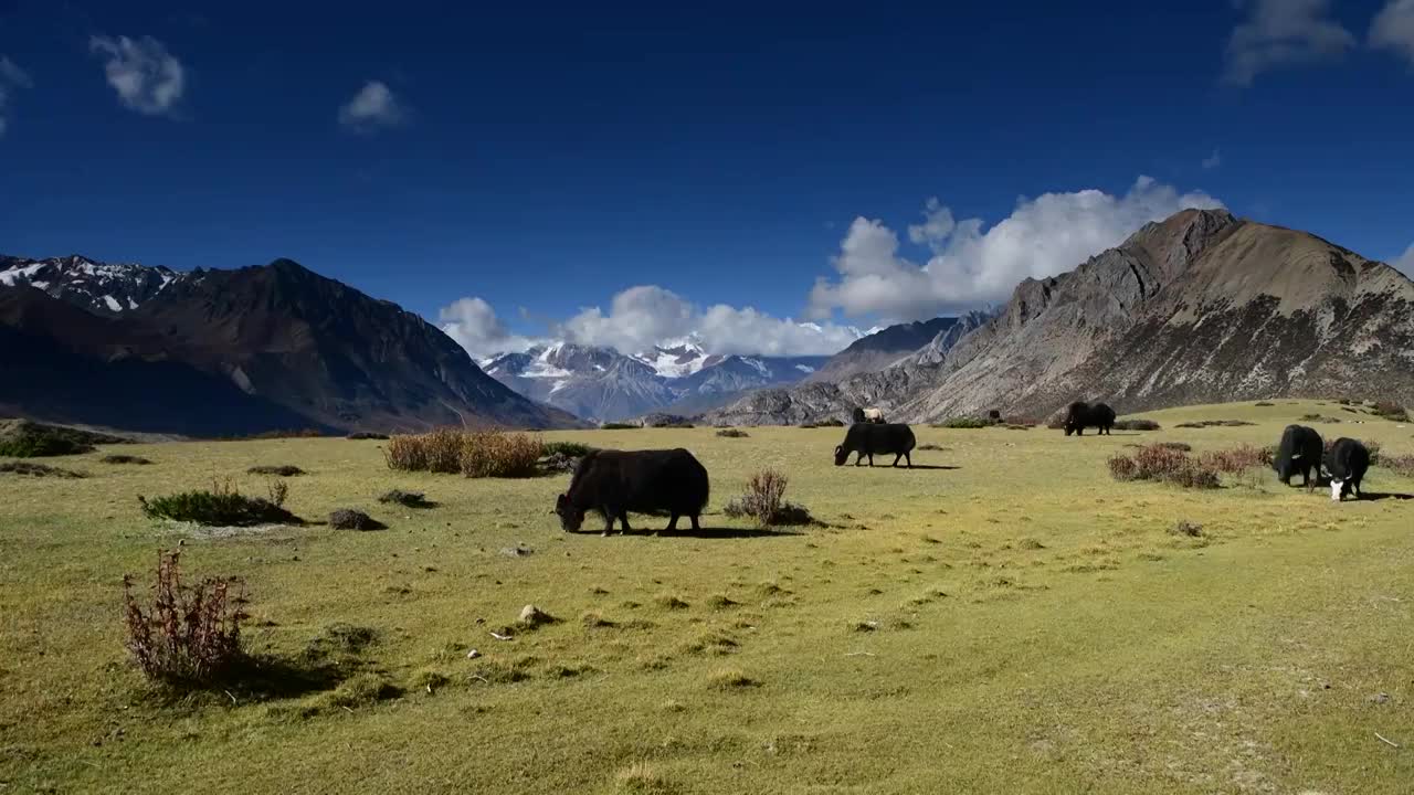 雪山下草地上悠闲吃草的牦牛 2视频素材