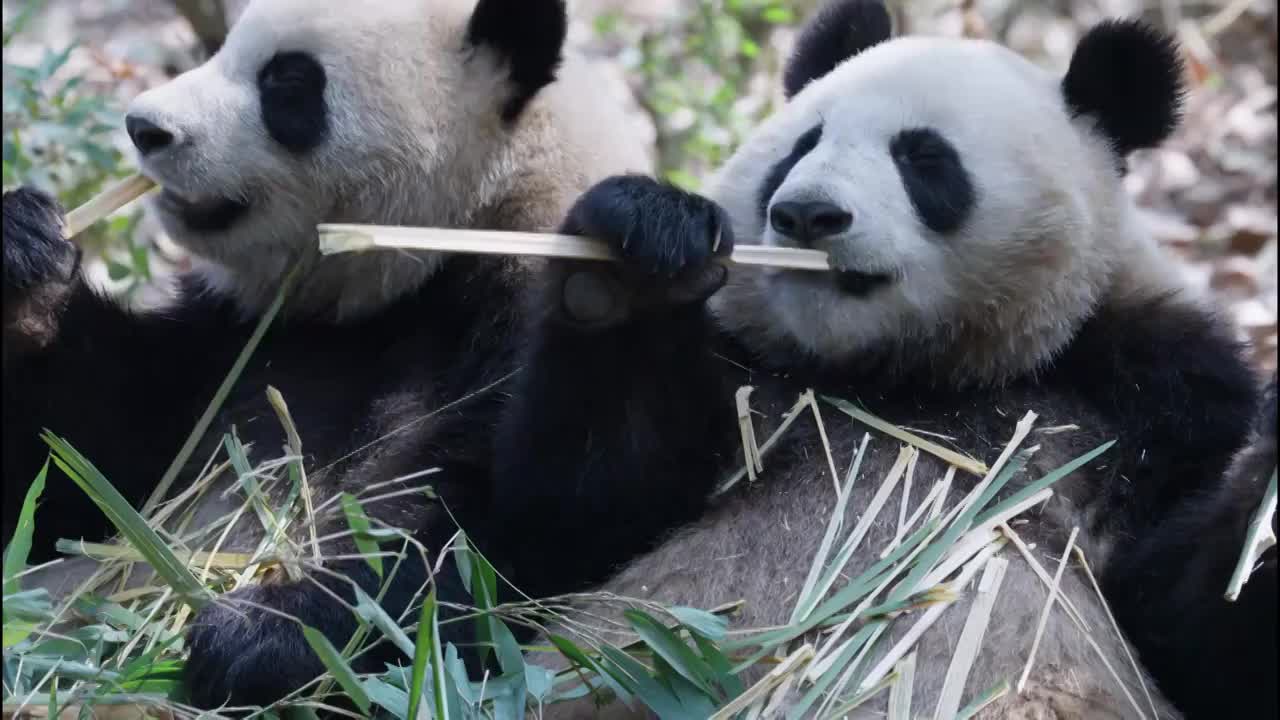 两只大熊猫在吃竹子视频素材