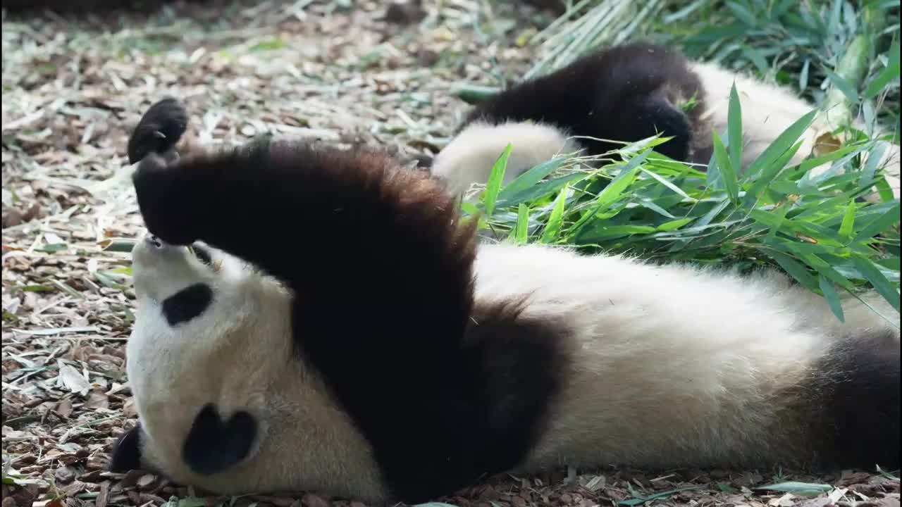 可爱的国宝大熊猫躺在地上在吃竹子视频素材
