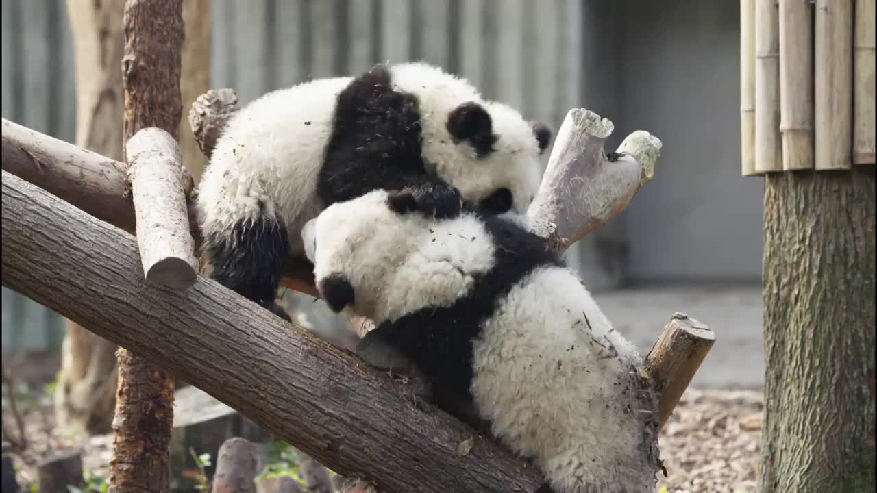 可爱的国宝大熊猫幼崽崽在一起玩耍视频素材