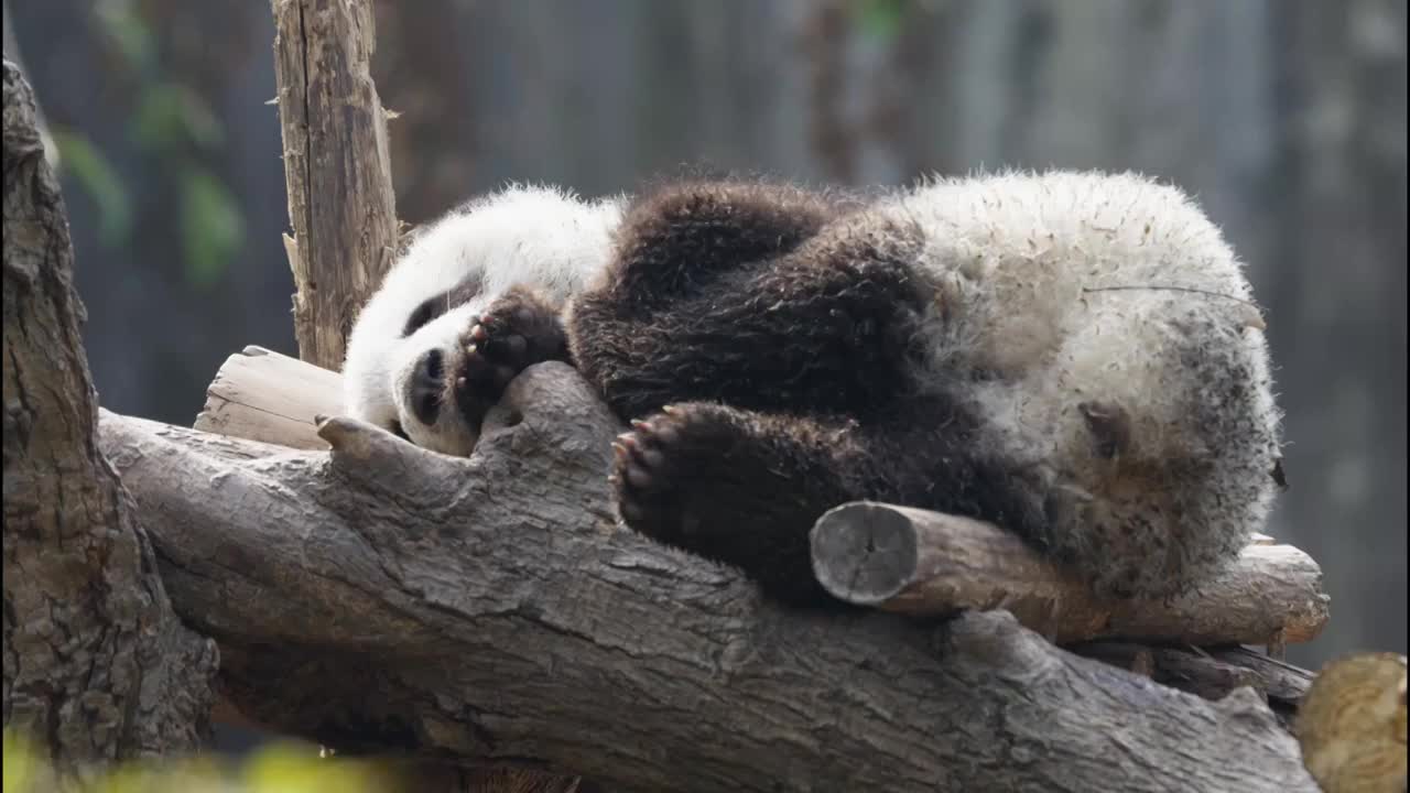 一只可爱的大熊猫宝宝崽睡觉视频素材