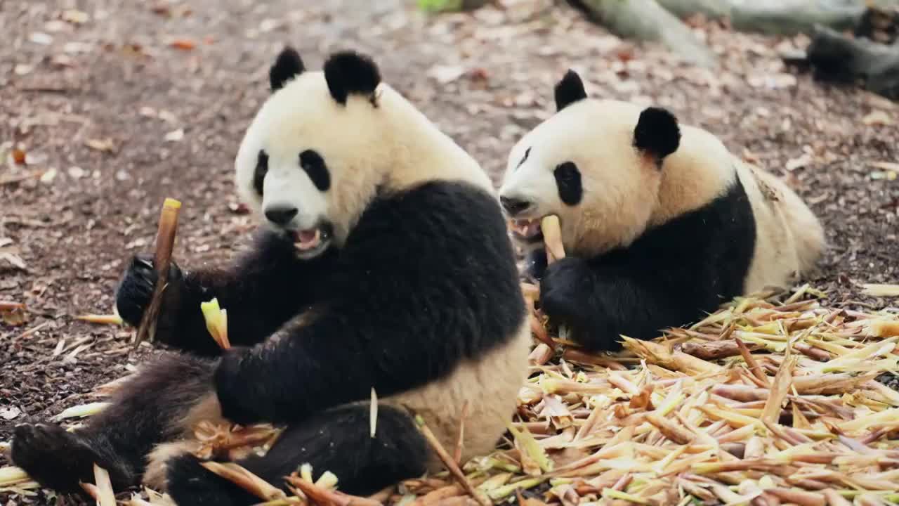 大熊猫在吃竹笋视频素材