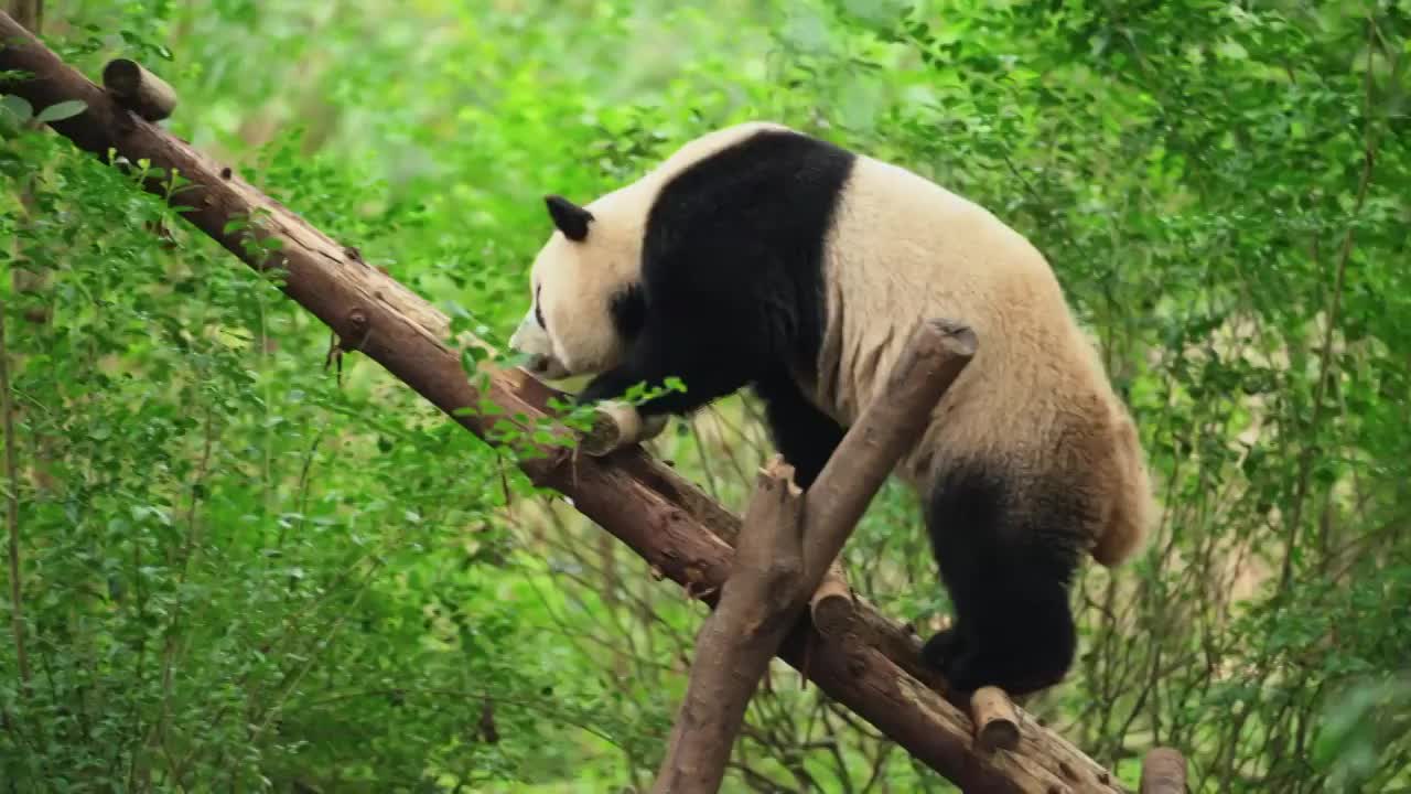 大熊猫在树林里走独木桥视频素材