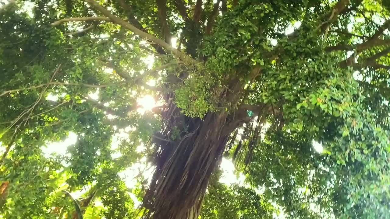 阳光穿过树林大树的美好场景视频下载