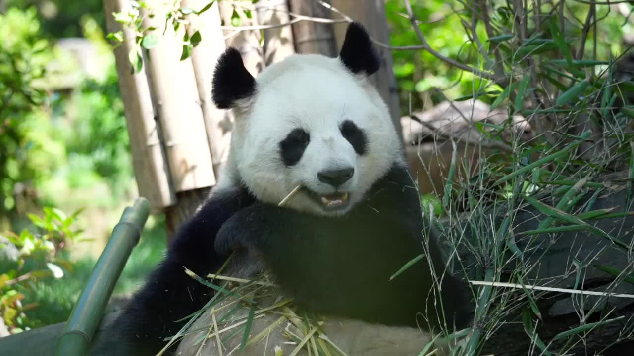成都熊猫基地大熊猫吃竹子视频素材