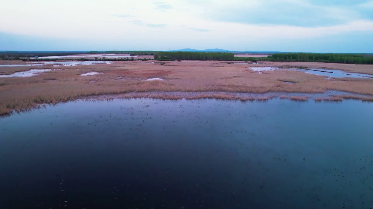 航拍湿地候鸟视频素材