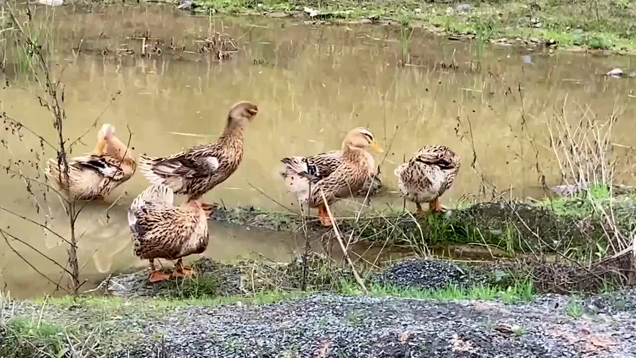 觅食后的群鸭视频下载