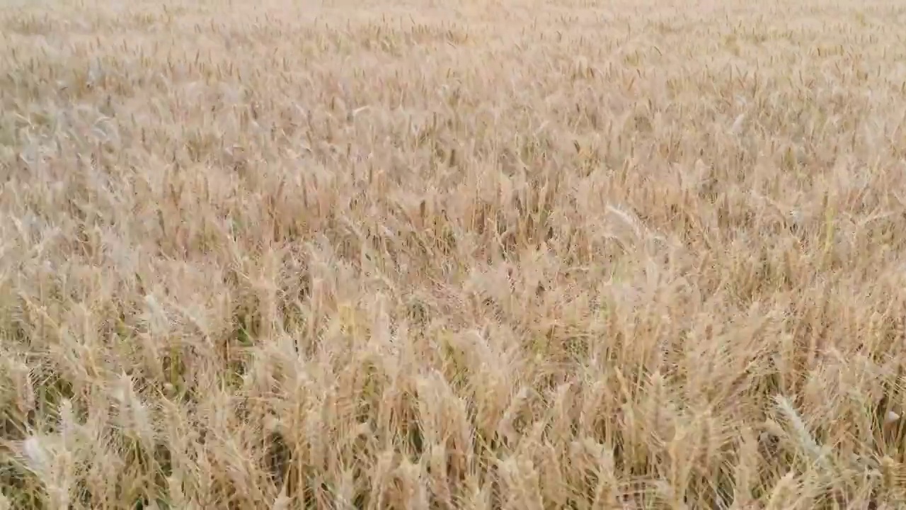 中国大型粮食种植地视频素材
