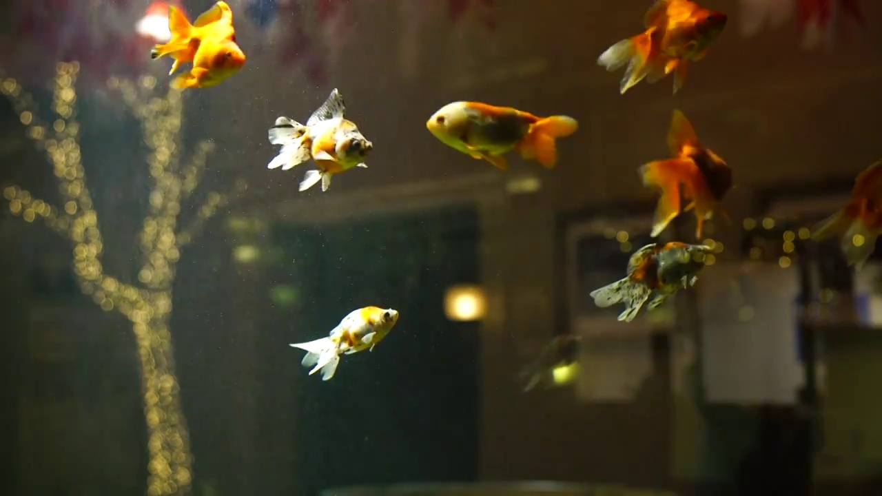 金鱼 锦鲤 鱼缸 水族 观赏鱼 玻璃缸 淡水鱼视频下载