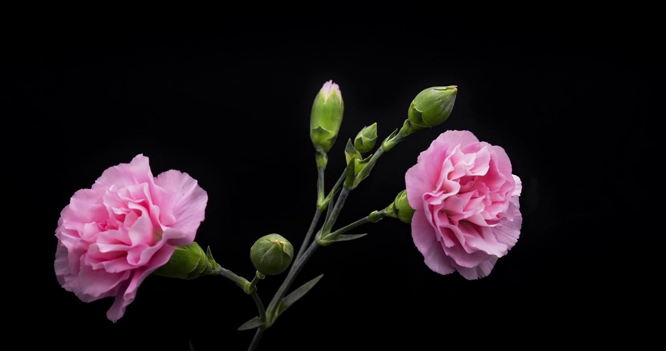 鲜花开放的过程，康乃馨开花的延时摄影视频素材