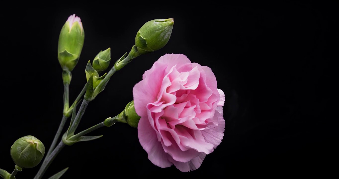 鲜花盛开的过程，康乃馨开花的延时摄影视频素材