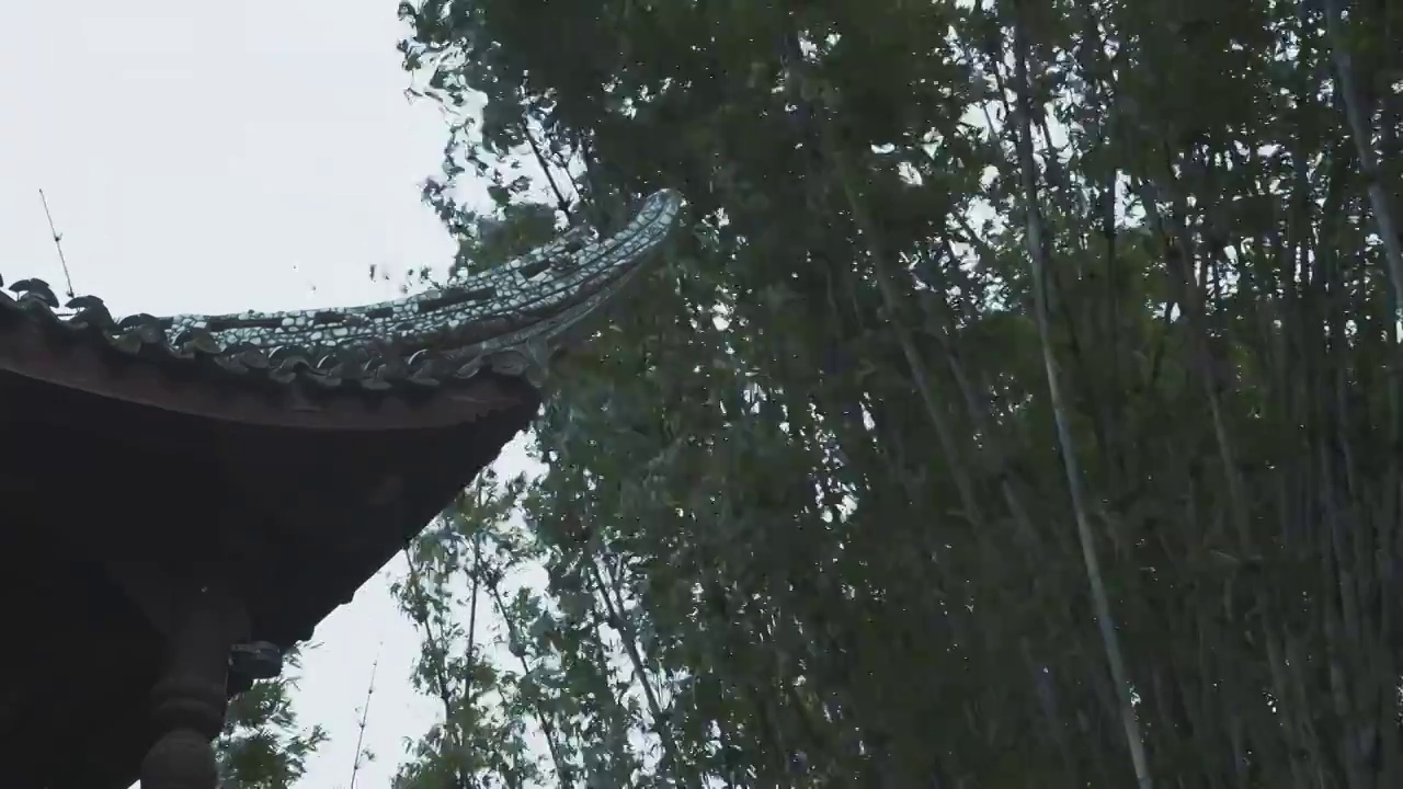 下雨天大风的竹林自然风光视频素材