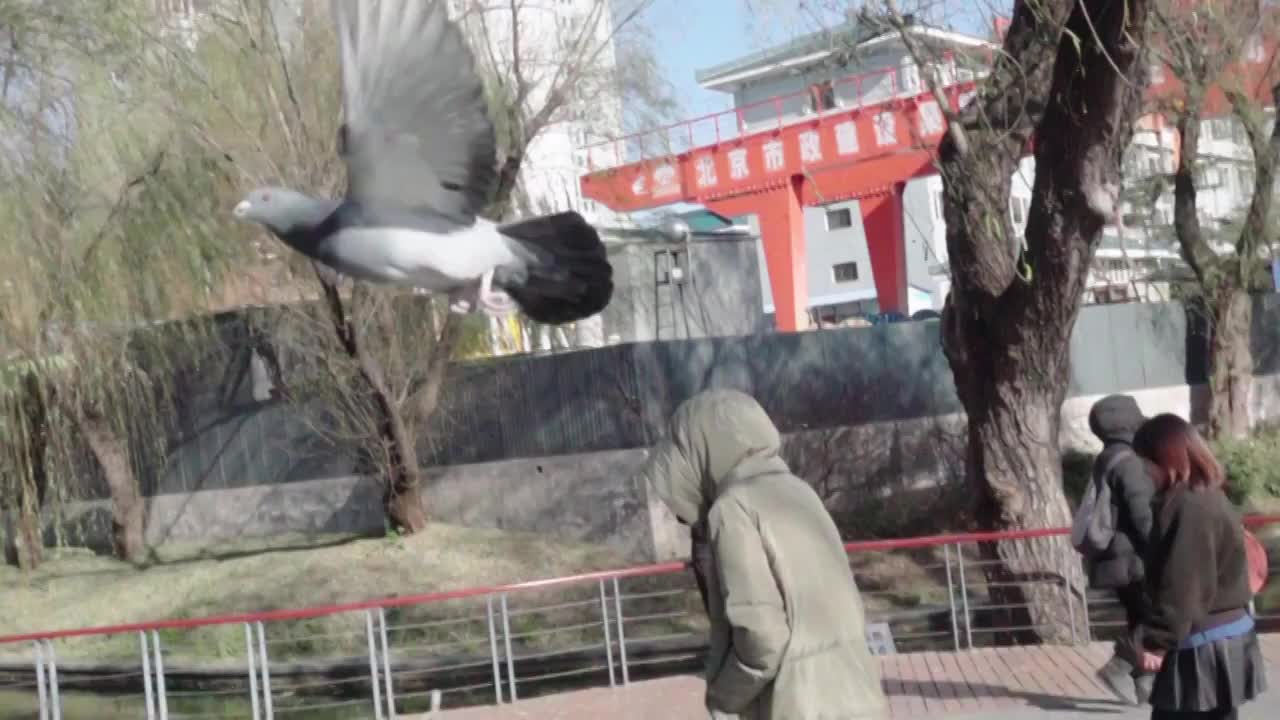 鸽子飞翔 慢动作 鸟类 禽类 展翅视频素材