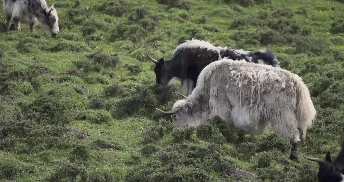草地上吃草的牛视频下载