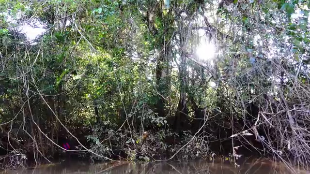 亚马逊河上视频素材