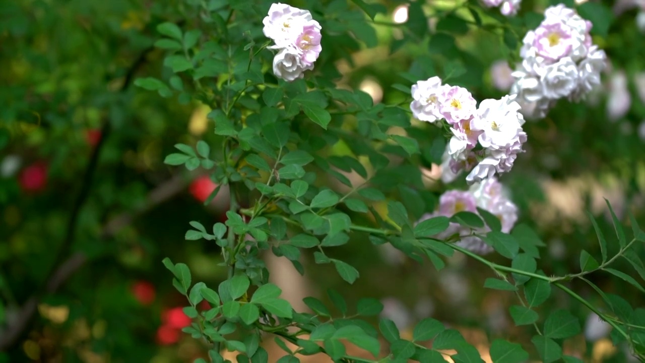 初夏阳光下盛开的月季蔷薇视频素材