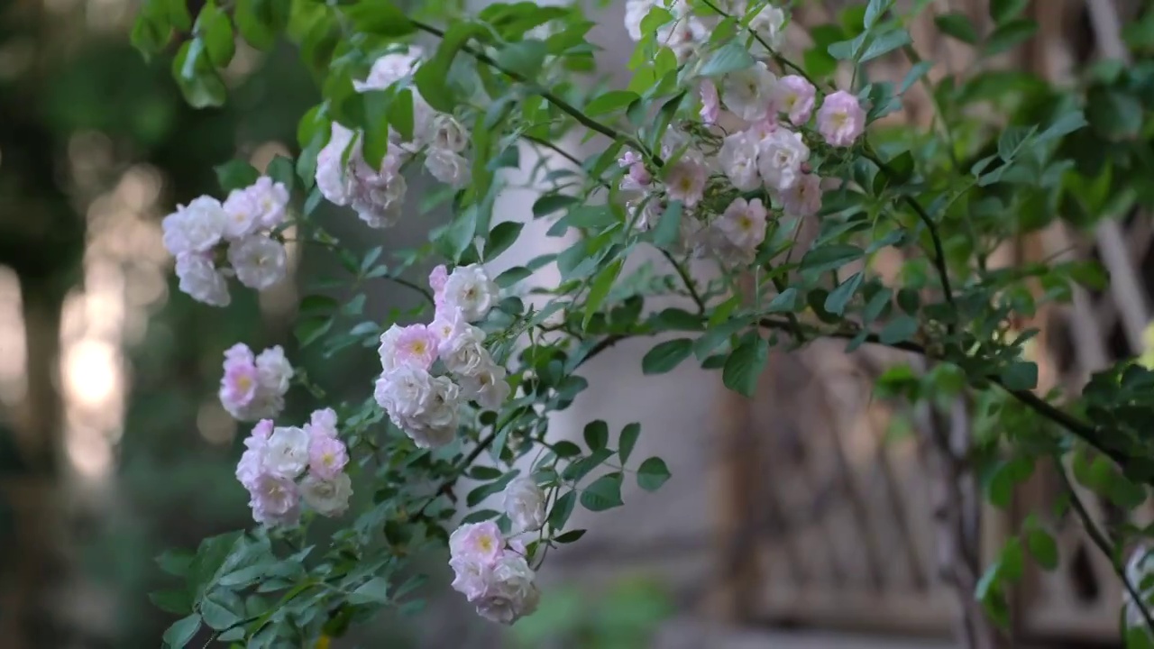 初夏阳光下盛开的月季蔷薇视频素材