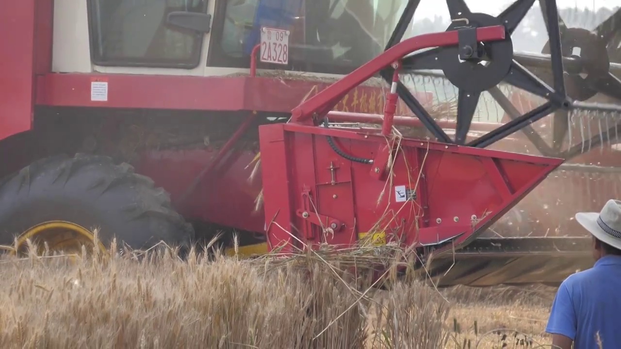 芒种麦田收割机收割小麦视频素材