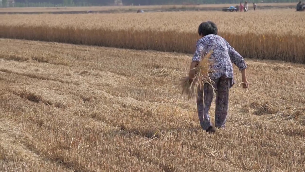 芒种麦田收割机收割小麦视频素材