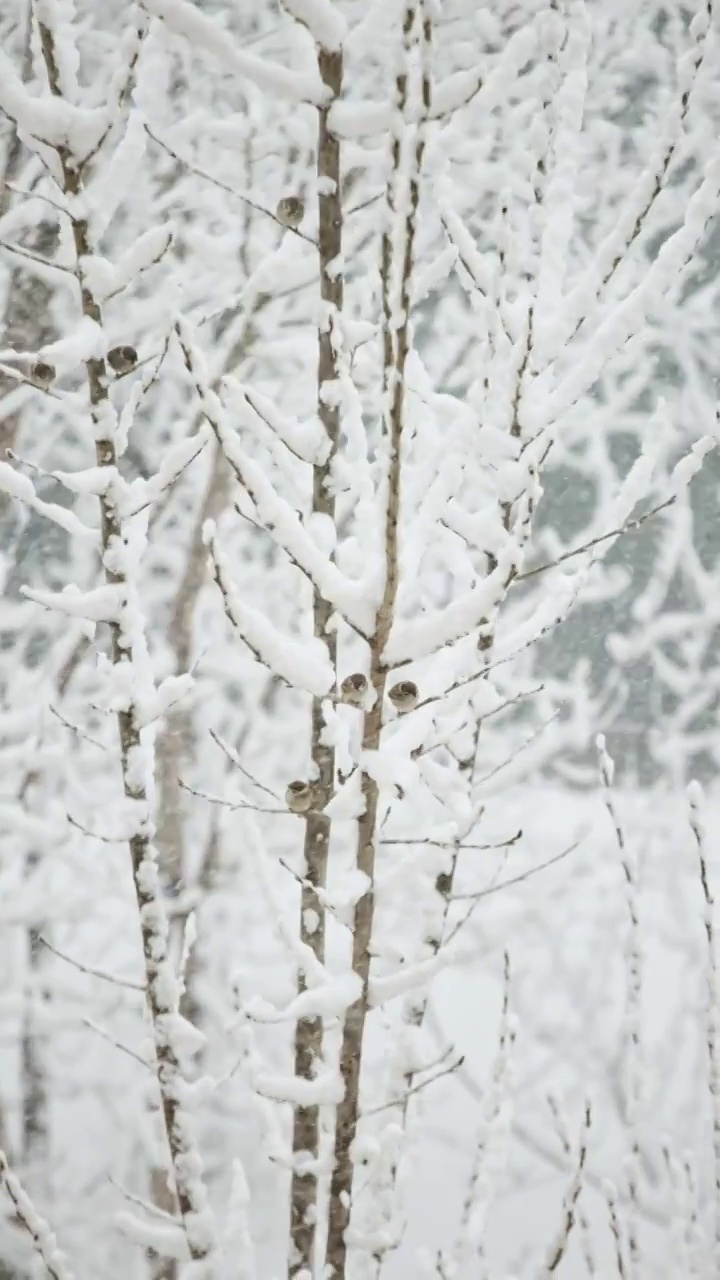 一群麻雀在树梢上躲避下雪视频下载