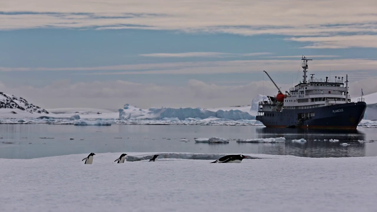 南极企鹅视频下载