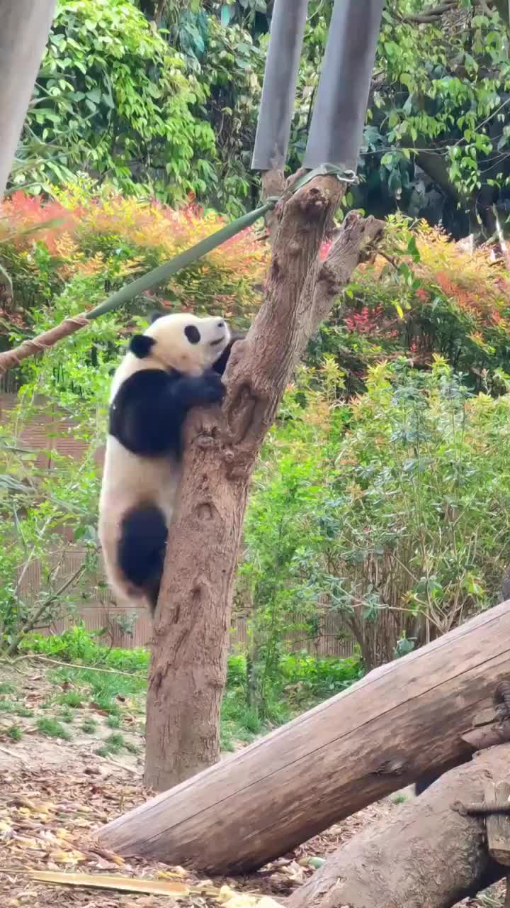 四川成都大熊猫繁育研究基地视频素材