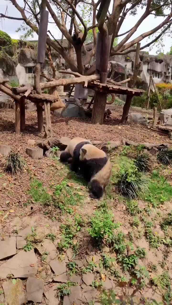 四川成都大熊猫繁育研究基地嬉戏的大熊猫视频素材