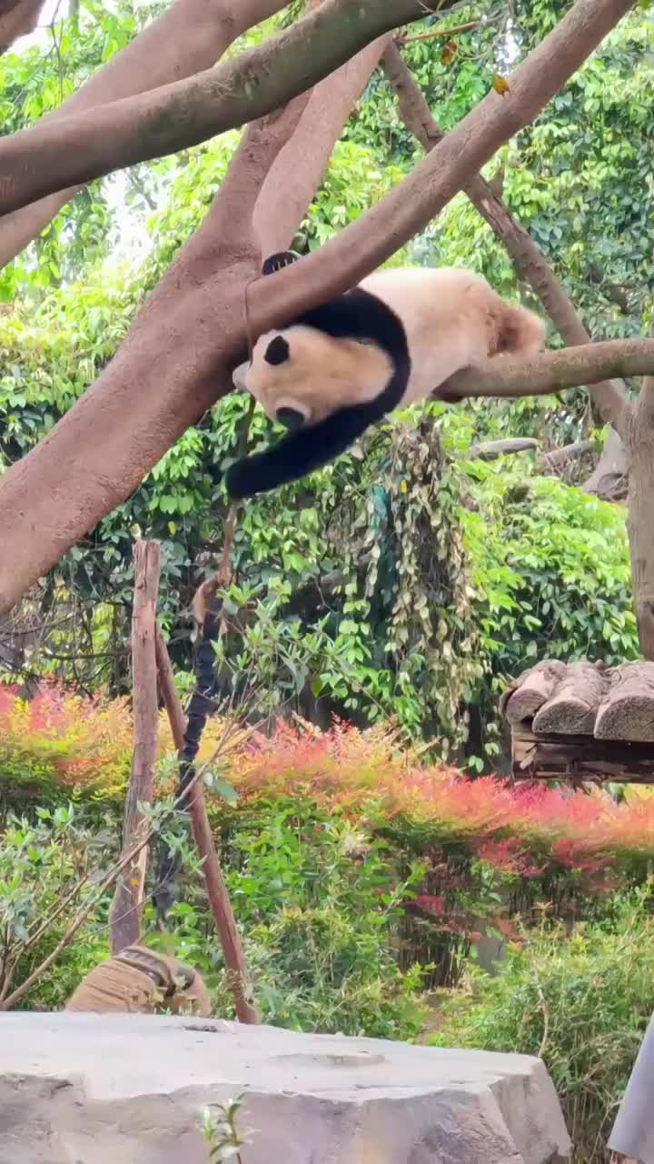 四川成都大熊猫繁育研究基地玩秋千的小熊猫视频素材