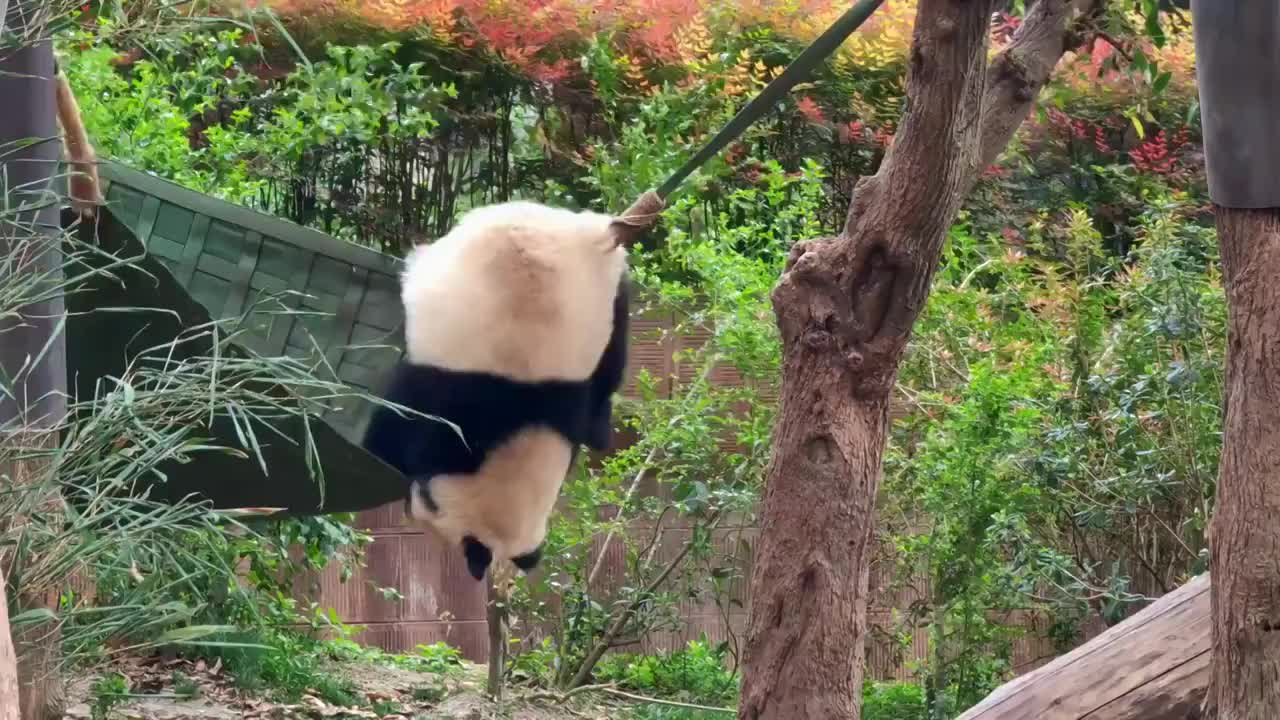 四川成都大熊猫繁育研究基地玩耍的熊猫视频素材