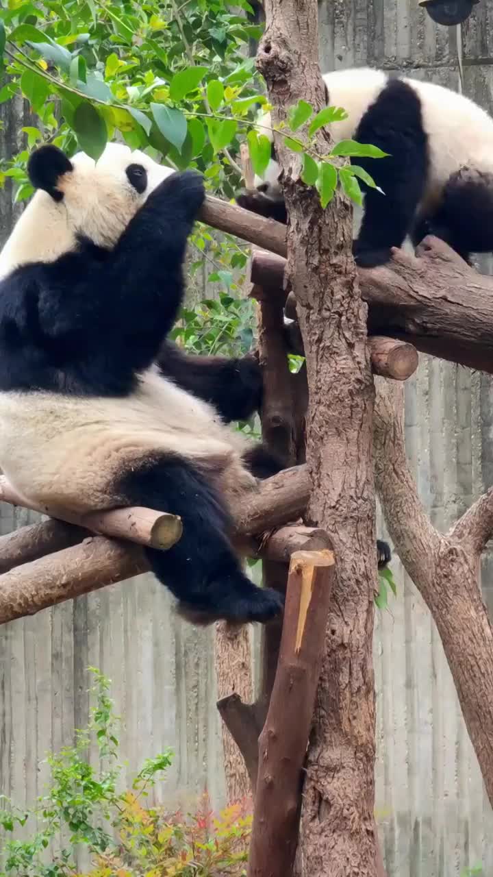 四川成都大熊猫繁育研究基地熊猫母子嬉戏视频素材