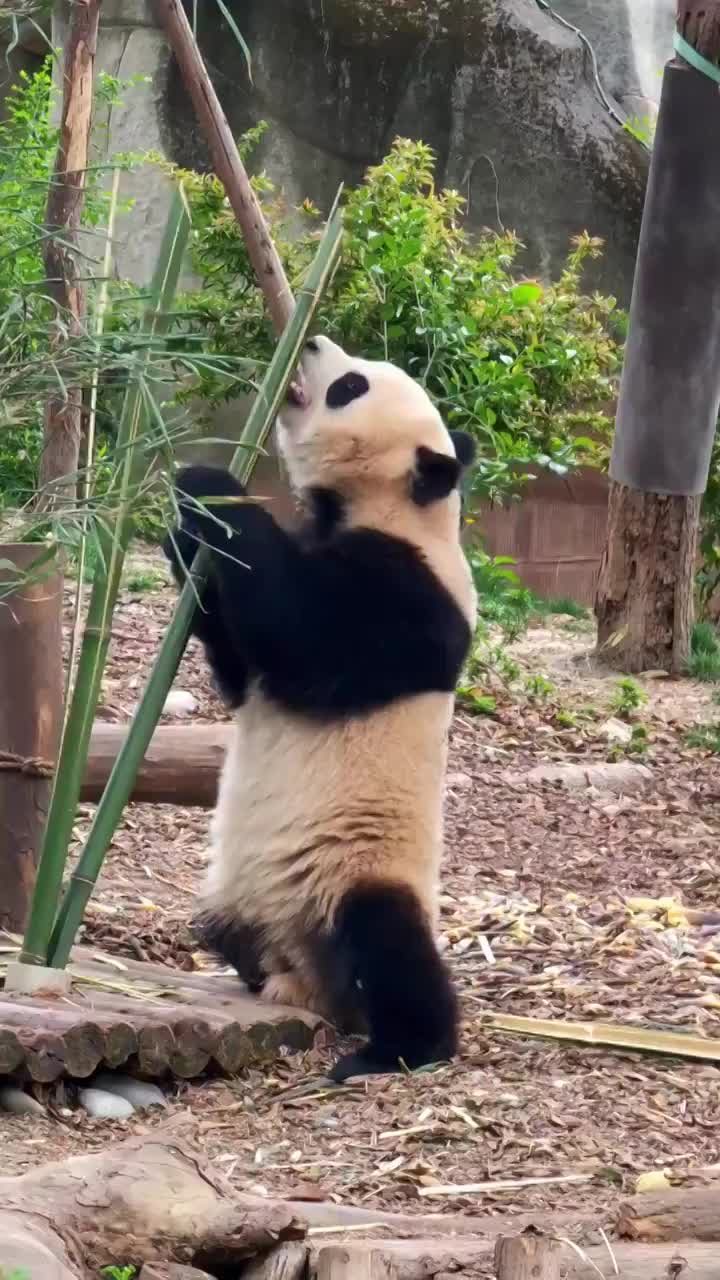 四川成都大熊猫繁育研究基地大熊猫吃竹子视频素材
