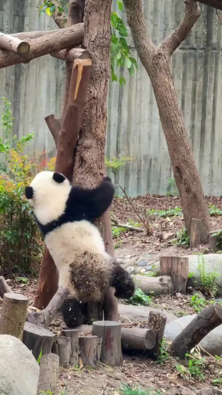 四川成都大熊猫繁育研究基地爬树的小熊猫视频素材