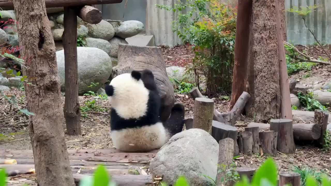 四川成都大熊猫繁育研究基地玩耍的小熊猫视频素材