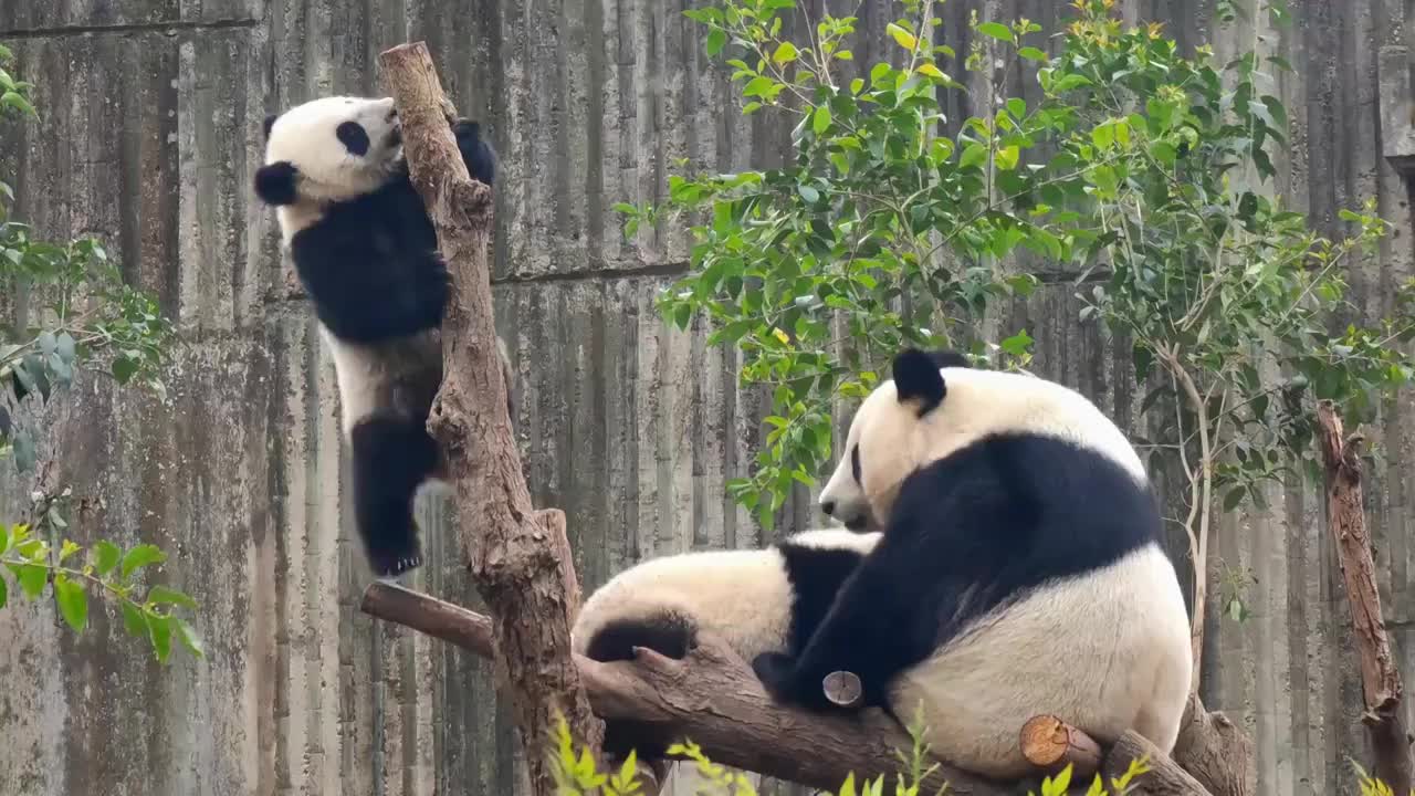 四川成都大熊猫繁育研究基地爬树的小熊猫视频素材