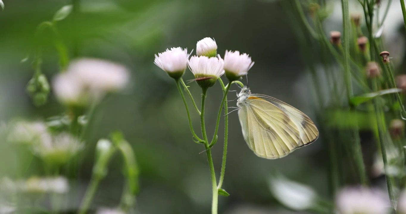 花茎上的黄色蝴蝶视频下载