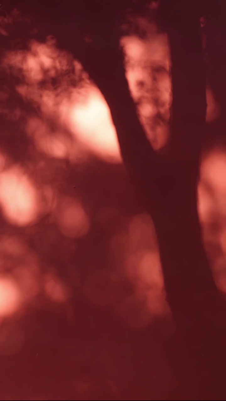 东方元素红墙树影视频素材
