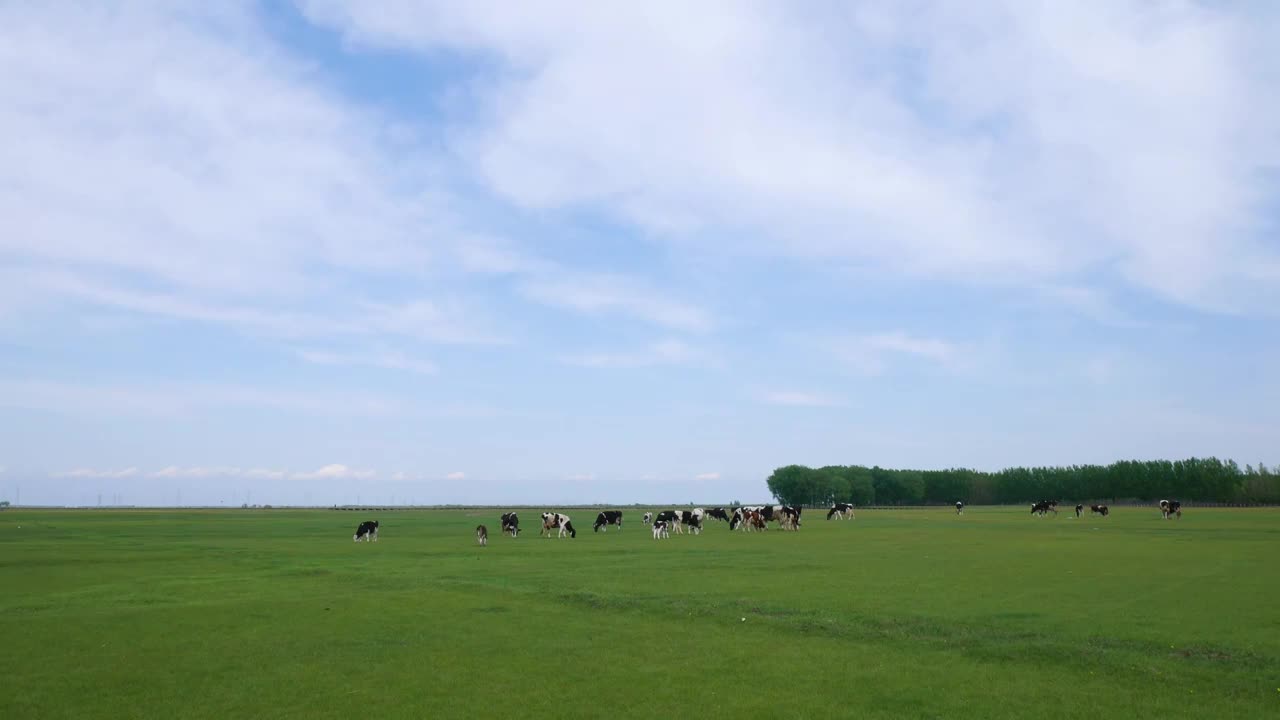 春季草原上的黑白花奶牛视频素材
