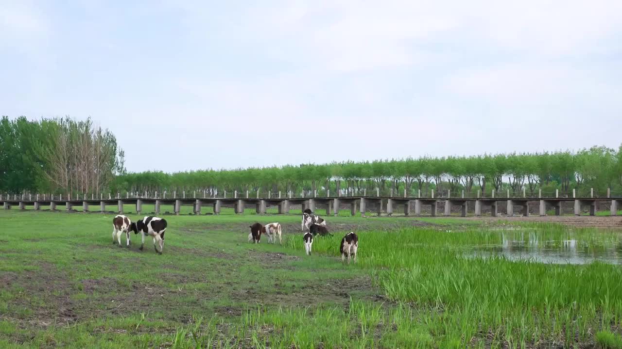 春季草原上的黑白花奶牛视频素材
